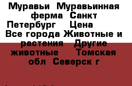 Муравьи, Муравьинная ферма. Санкт-Петербург. › Цена ­ 550 - Все города Животные и растения » Другие животные   . Томская обл.,Северск г.